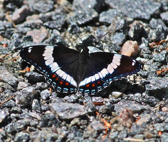 Limenitis arthemis Family: Nymphalidae (White Admiral Butterfly) 3" wingspan