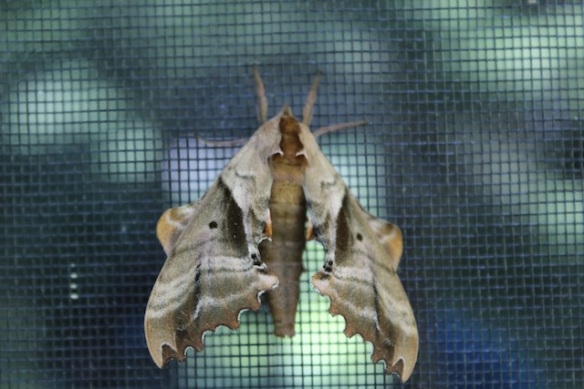 Family: Drepeanoidea - Blinded Sphinx The moth is so "leaf-like" it could be easily overlooked.