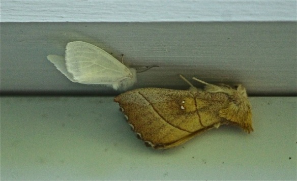 How these moths were able to hang upside down on the underside of a roof beam is a mystery